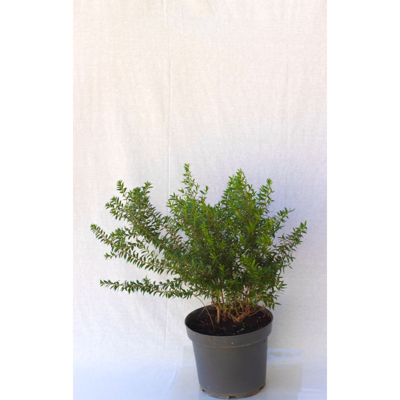 Mirto comun / myrtus