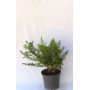 Mirto comun / myrtus