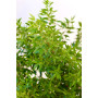 Mirto comun / myrtus