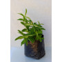 Hypericum rastrero