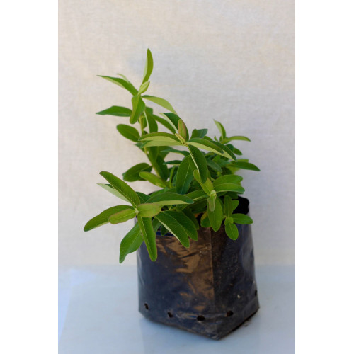 Hypericum rastrero