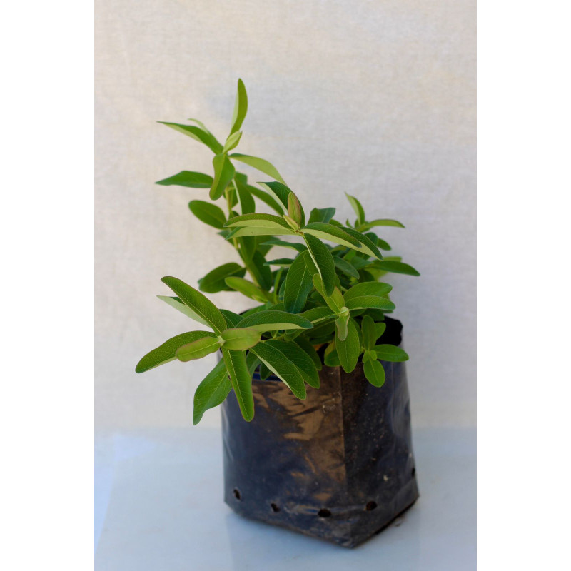 Hypericum rastrero
