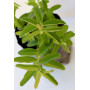 Hypericum rastrero