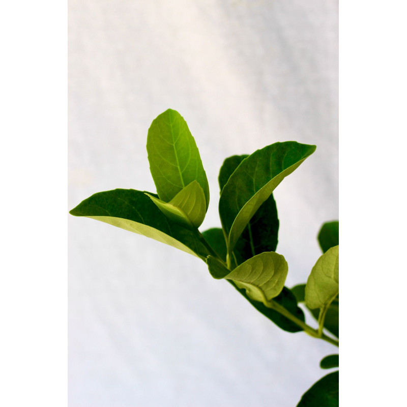 Viburnum Mascantha — Viburnum Mascantha planta interior Chile