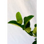 Viburnum Mascantha — Viburnum Mascantha planta interior Chile