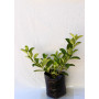 Viburnum Mascantha — Viburnum Mascantha planta interior Chile