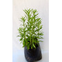 Solidago