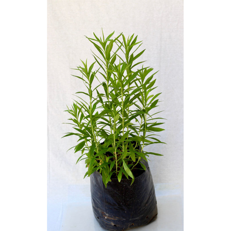 Solidago