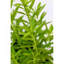 Solidago