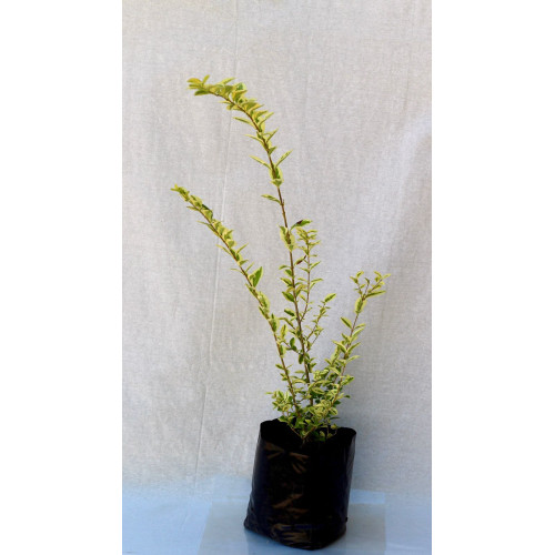 Ligustrina amarilla