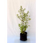 Pittosporum Nigricans