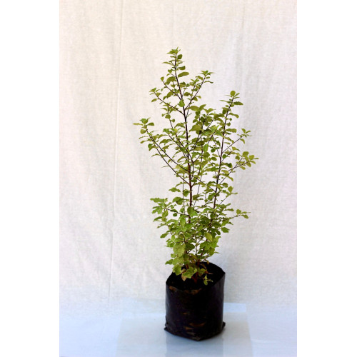 Pittosporum Nigricans