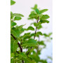 Pittosporum Nigricans