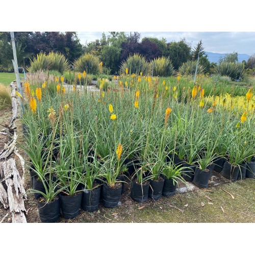 Kniphofia
