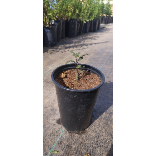Esparto (Solanum pinnatum), formato de venta 15x20