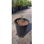 Esparto (Solanum pinnatum), formato de venta 15x20