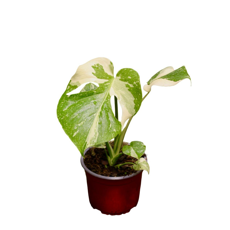 Monstera thai constelation