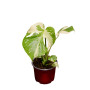 Monstera thai constelation
