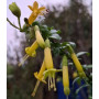 Huevil (Vestia foetida), floración