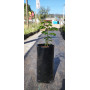 Quebracho 25x40  (Senna candolleana)