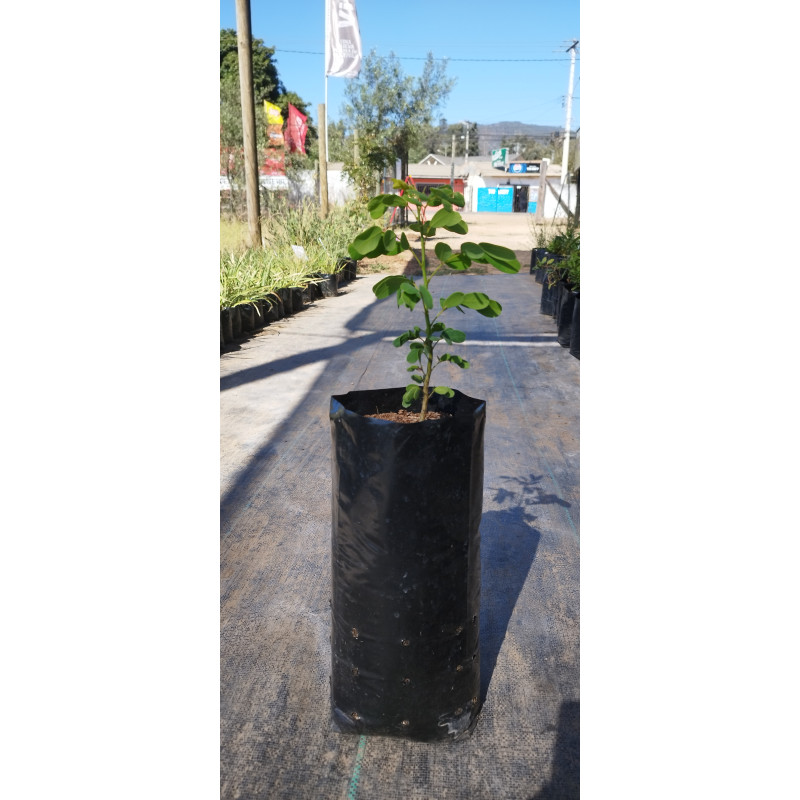 Quebracho 25x40  (Senna candolleana)