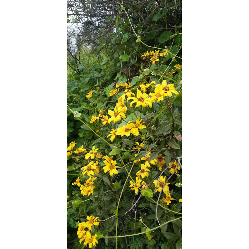 Maravilla del campo, flor