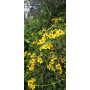 Maravilla del campo, flor