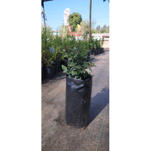 Peumo 25x40 (Cryptocarya alba)