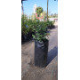 Peumo 25x40 (Cryptocarya alba)