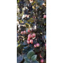 Peumo, frutos