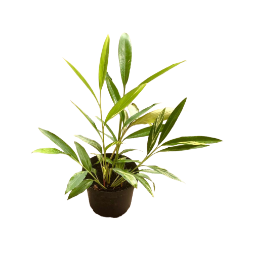Alpinia zerumbet