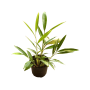 Alpinia zerumbet