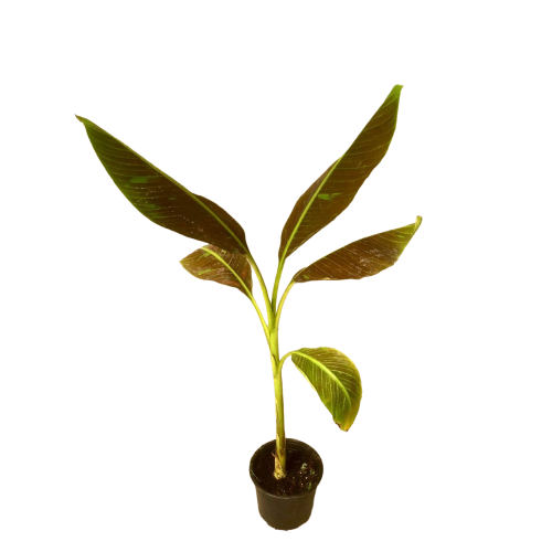 Musa ruby