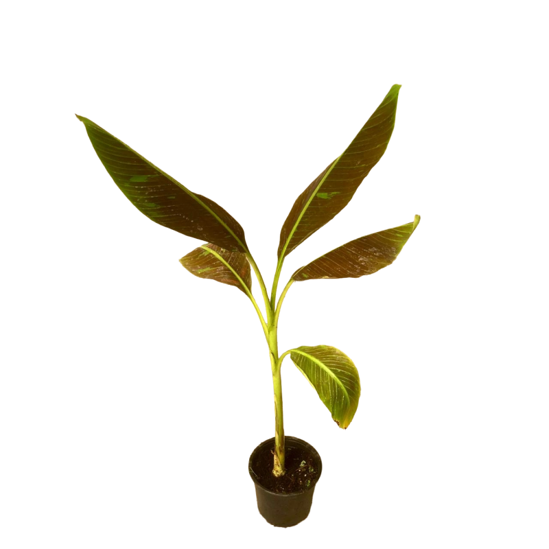 Musa ruby
