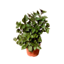 Plectranthus Mona Lisa