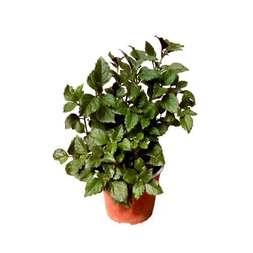 Plectranthus Mona Lisa