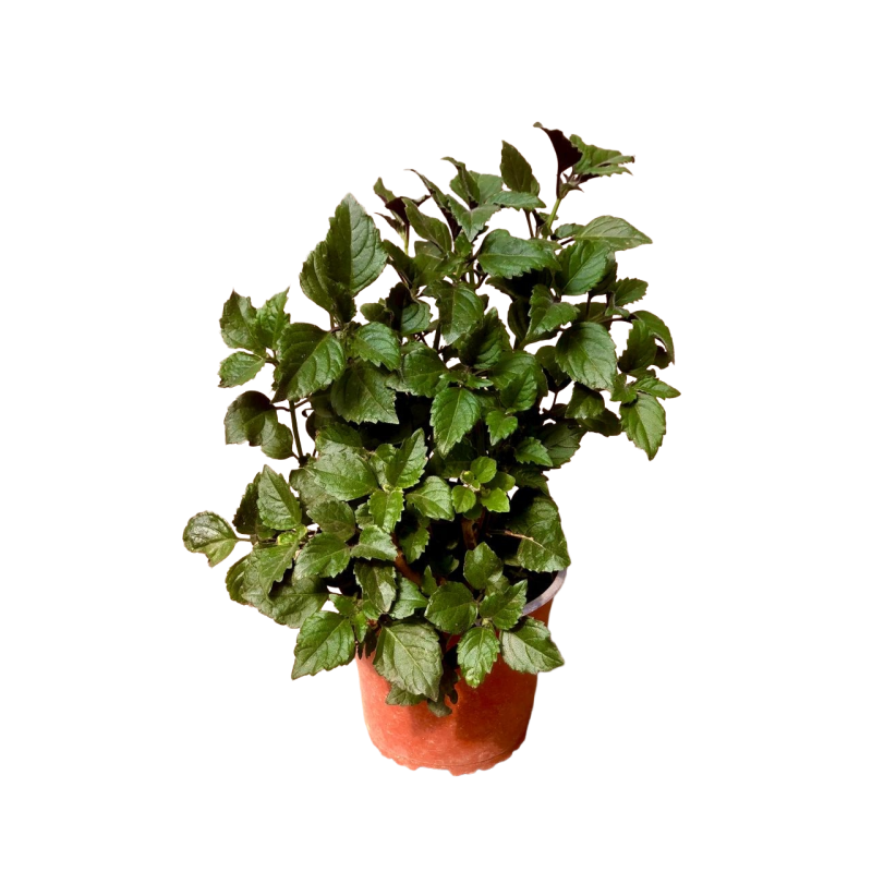 Plectranthus Mona Lisa