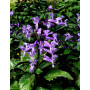 Plectranthus Mona Lisa