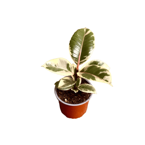 Gomero Tineke Variegado