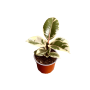 Gomero Tineke Variegado