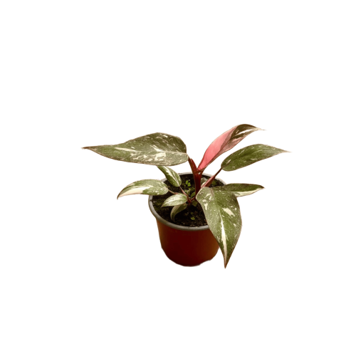 Philodendron Pink Princess