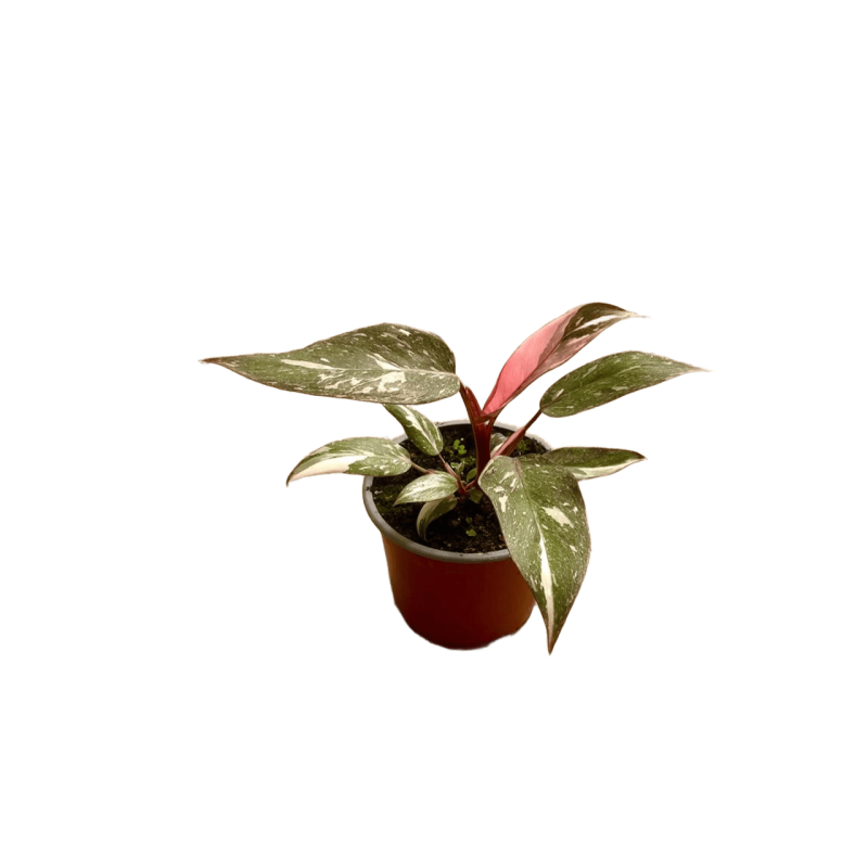 Philodendron Pink Princess