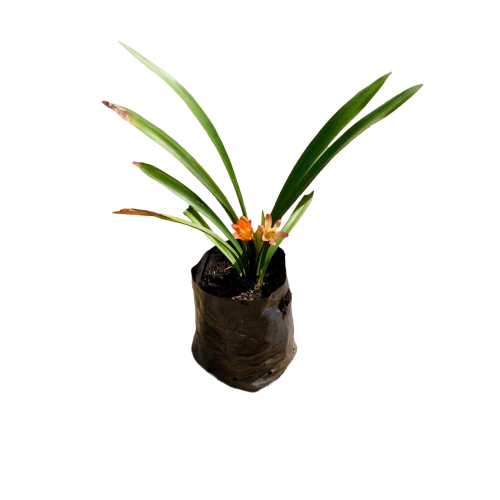 Clivia Flor naranja