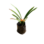 Clivia Flor naranja