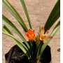 Clivia Flor naranja