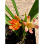 Clivia Flor naranja