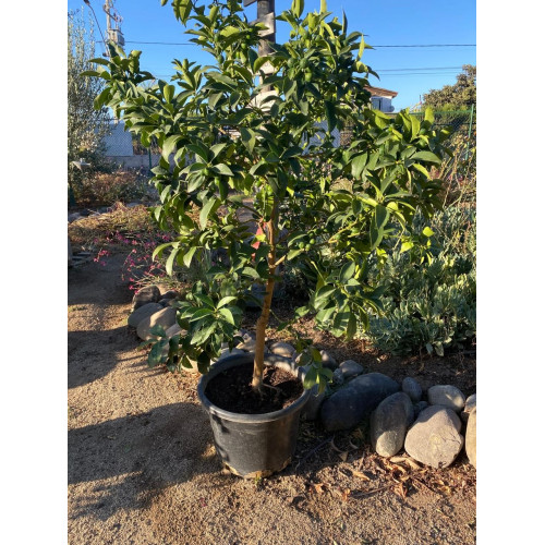 Kumquat Nagami maceta
