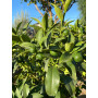 Kumquat Nagami maceta