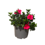 Azalea japónica