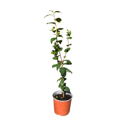Camelia japónica